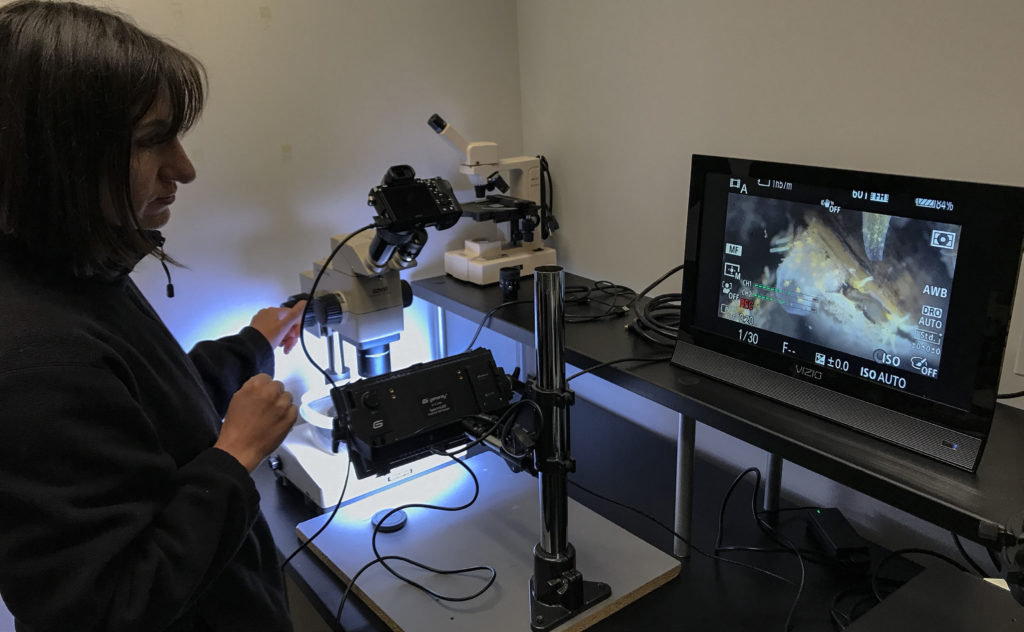 scientist analzing biology samples with microscope and monitor